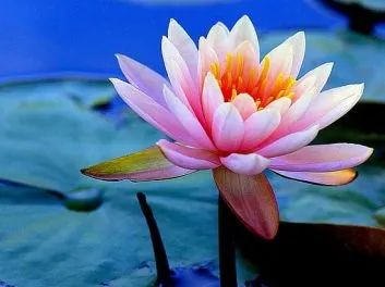 lotus-amazing-beautiful-flower-wallpaper-preview lotus-amazing-beautiful-flower-wallpaper-preview