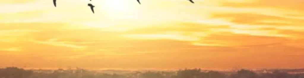 &nbsp;